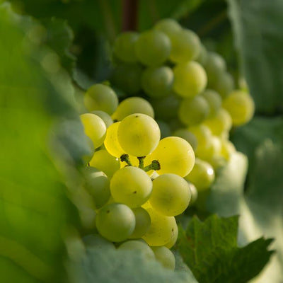 Blanc de Blancs hos Den Sidste Flaske