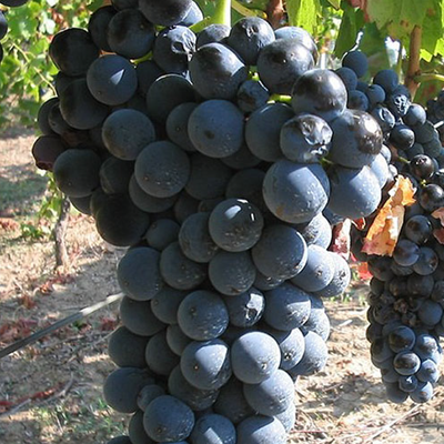 Aglianico