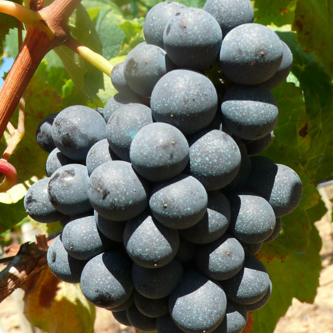 Baga hos Den Sidste Flaske