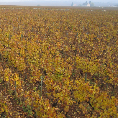 Bienvenues-Bâtard-Montrachet hos Den Sidste Flaske