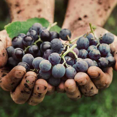 Biodynamisk hos Den Sidste Flaske