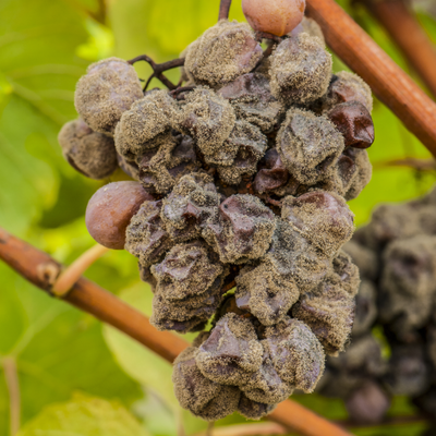 Botrytis hos Den Sidste Flaske