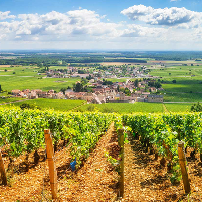 Bourgogne - Rødvin hos Den Sidste Flaske