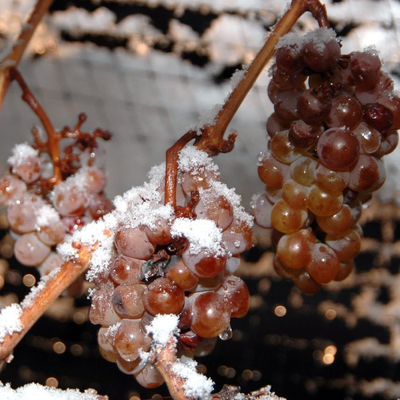 Eiswein hos Den Sidste Flaske