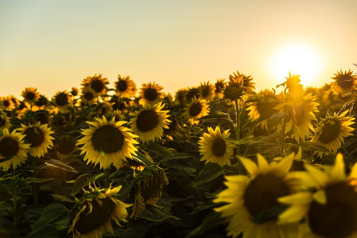 De 5 Bedste Sensommervine
