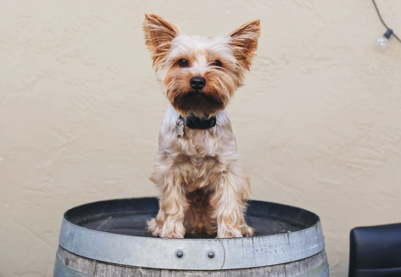 Hvilken vin(hund) er du?
