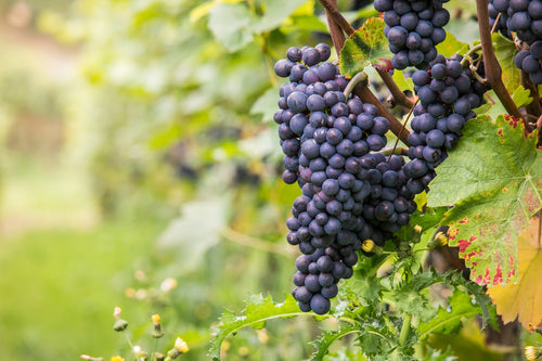 5 Grunde til at vinbønder elsker den hjerteskærende drue pinot noir
