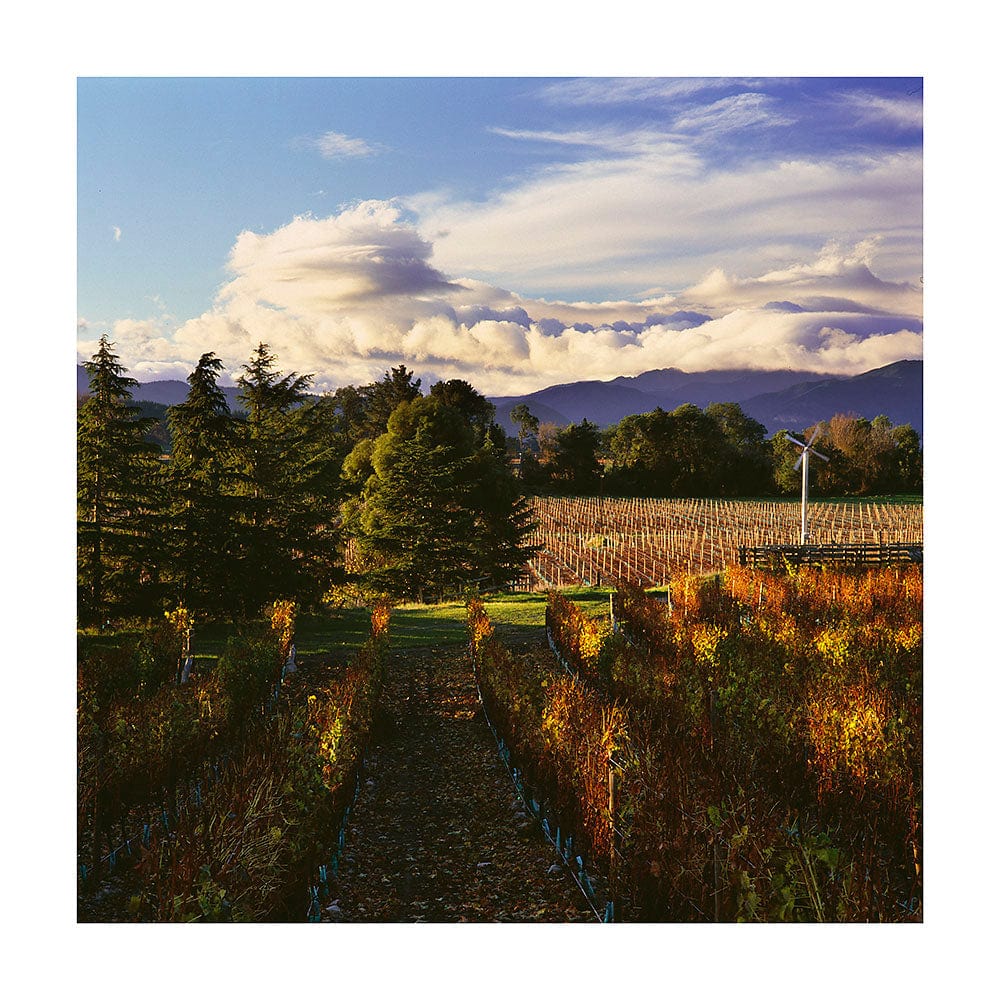 Little Beauty Hvidvin Little Beauty Limited Edition Sauvignon Blanc 2022