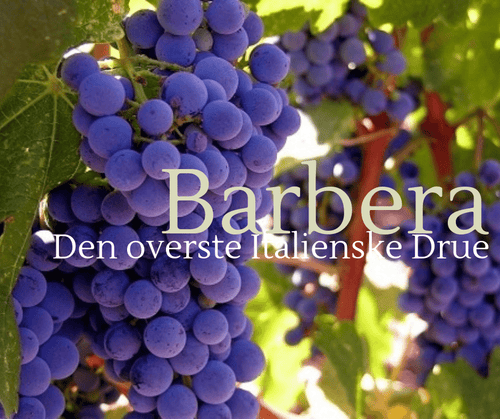 Barbera, den oversete Italienske drue
