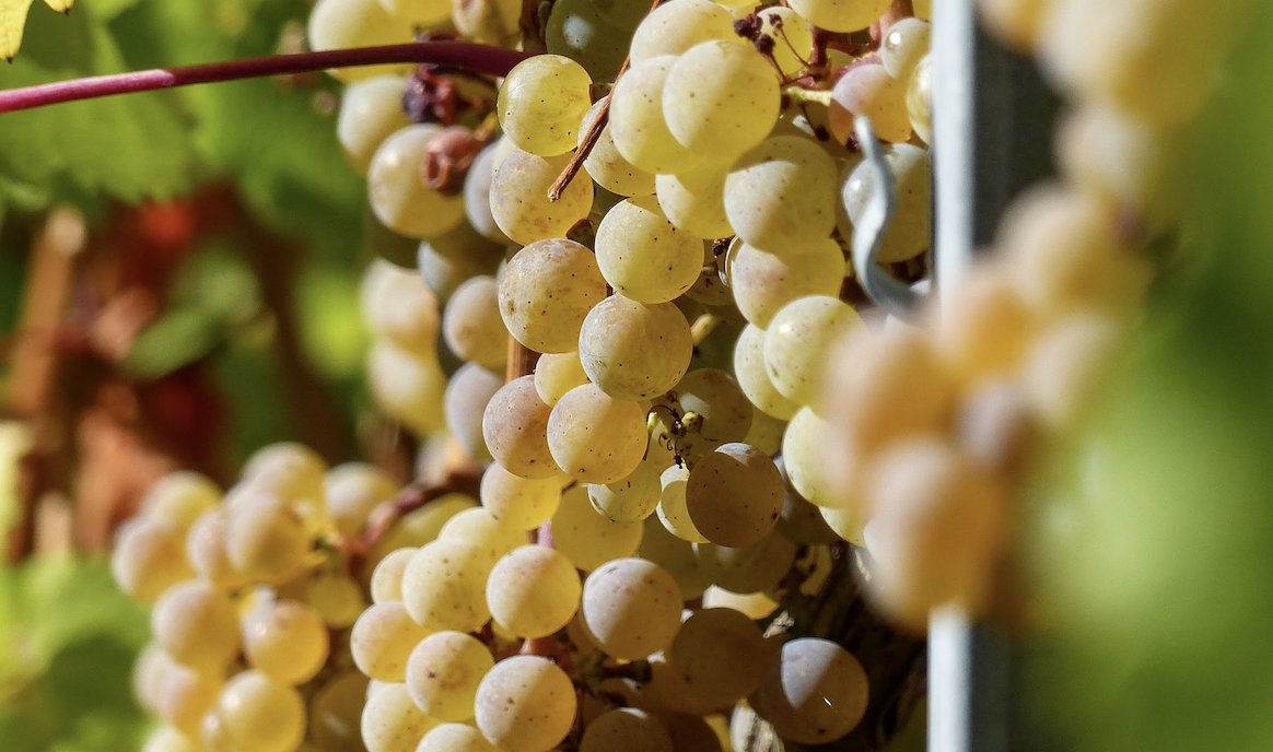 Riesling | Fra de bedste vinproducenter - Den Sidste Flaske