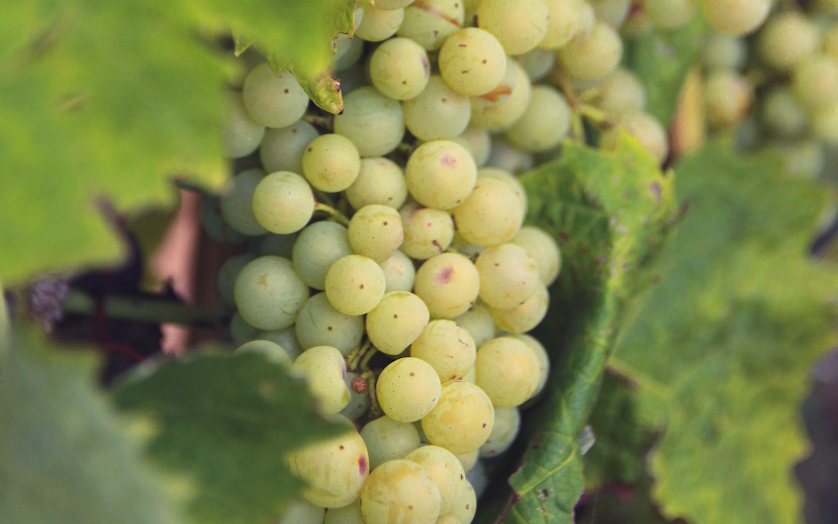 En vinmark med Verdejo druer hos Den Sidste Flaske